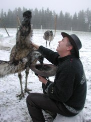 feeding emues